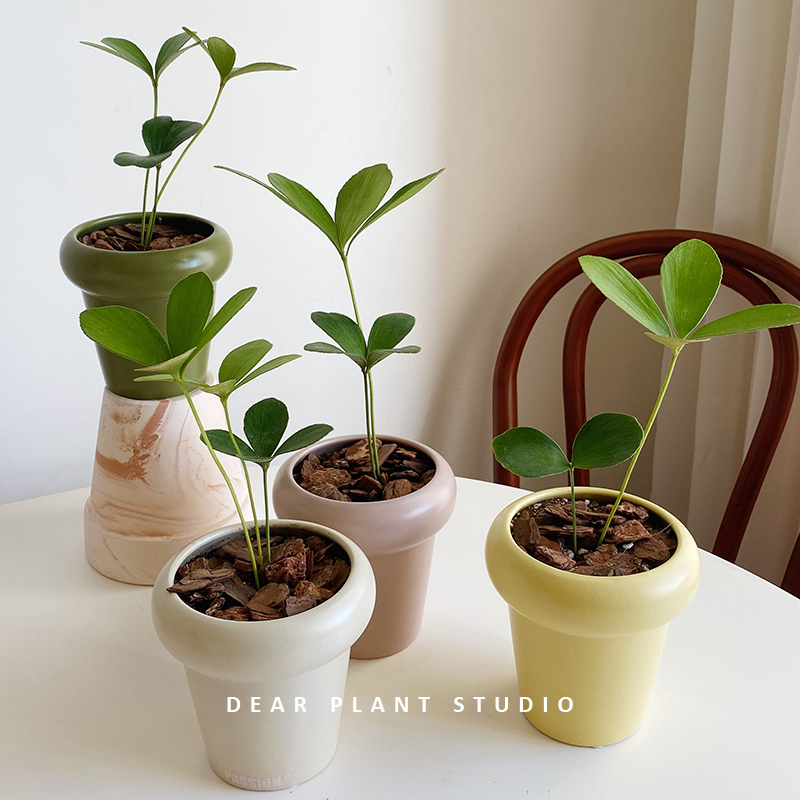 墨西哥铁树室内外吸甲醛绿植盆栽