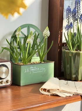 亲爱的绿植进口白色葡萄风信子盆栽室内客厅桌面好养开花植物