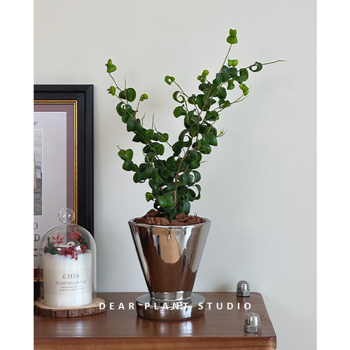 卷福琴叶榕桌面绿植盆栽观叶植物