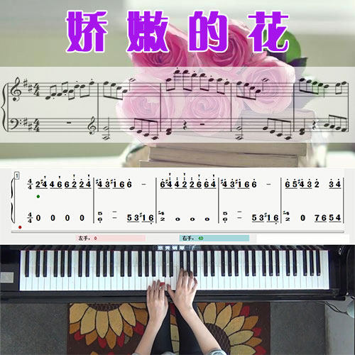 娇嫩的花(布格缪勒)五线谱简谱钢琴教学课程 悠秀