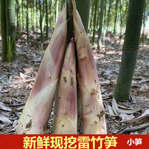 新鲜竹笋小笋坏笋包赔