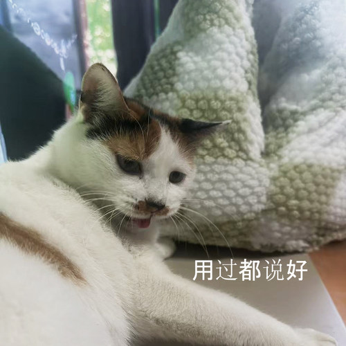 摇粒绒温暖冬季猫窝 鸡屁股猫窝 野田田猫窝抖音同款猫窝被窝猫窝
