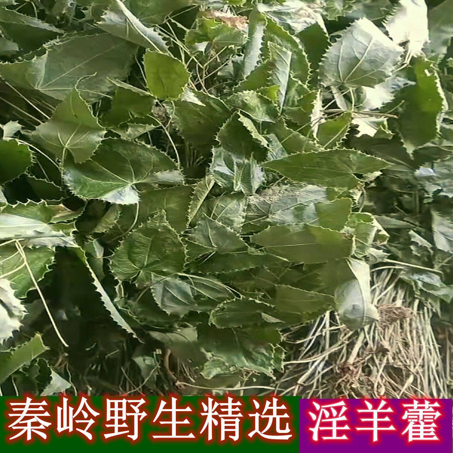秦岭深山淫羊藿泡酒养生茶三支九叶草仙灵脾牛角花干品整颗