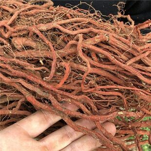 秦岭野生丹参正品紫花丹参整根新货无硫丹参干货泡酒泡茶