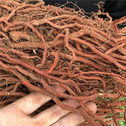 秦岭野生丹参正品紫花丹参整根新货无硫丹参干货泡酒泡茶