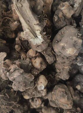 金荞麦中药材500g金荞麦根金乔麦 野荞麦野荞麦根 金锁银开苦荞头