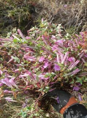 四川深山龙胆紫花包邮龙胆草正品苦胆草护肝草新货
