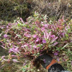 四川野生龙胆紫花包邮龙胆草正品苦胆草护肝草新货