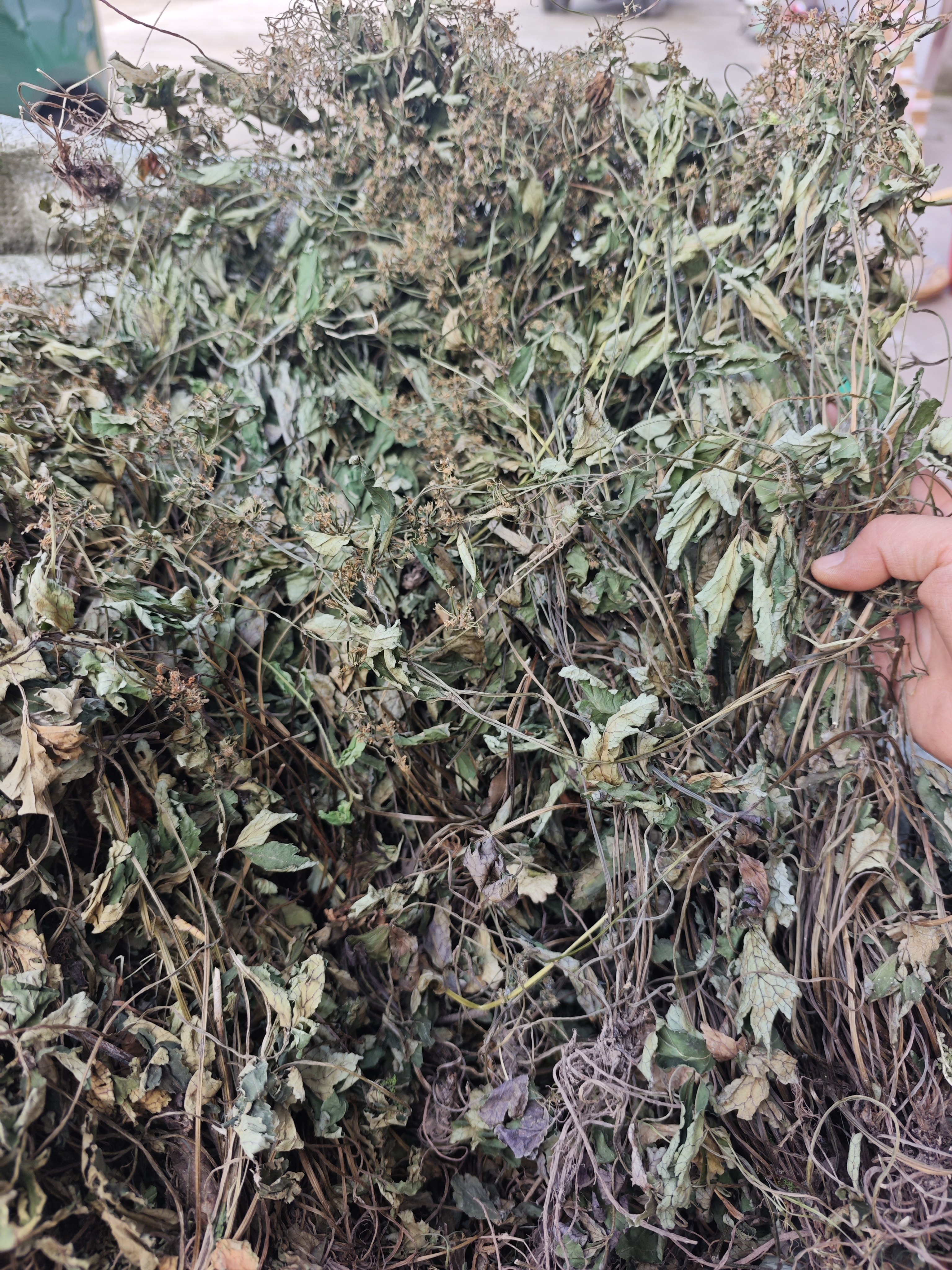 秦岭深山大叶肺心草干货肺心草晒干