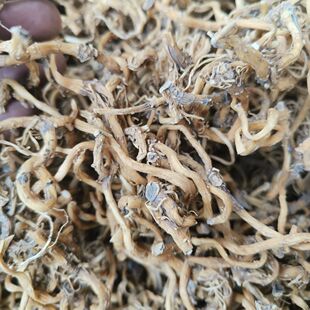 野生玉竹正品干货新鲜无硫玉竹茶秦岭深山玉竹根可搭配南沙参麦冬