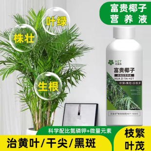 富贵椰子营养液叶子黑尖发黄干枯肥料富贵椰子树专用肥黄叶干尖焦