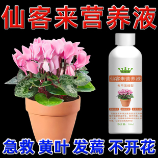 仙客来叶子黄花苞软专用营养液花蝴蝶衣肥料专用肥黄叶花打蔫烂根