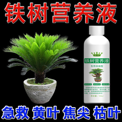 花植库铁树黄叶专用营养液铁树盆景焦尖干枯肥料叶子变黄专用肥叶