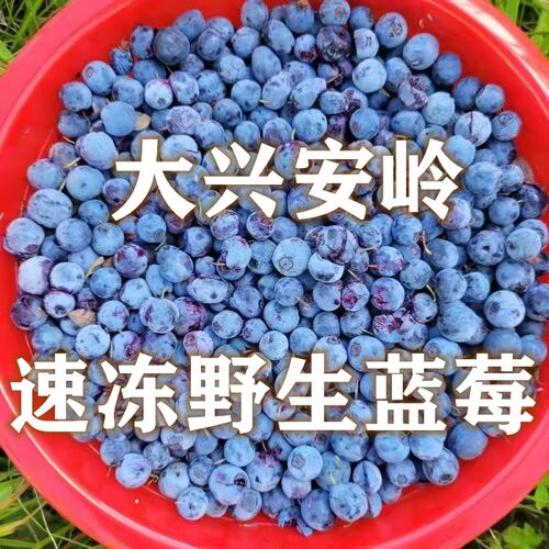 新鲜速冻野生蓝莓大兴安岭野生