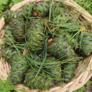 散装大兴安岭青塔干带壳生马尾小松树塔原味鼠粮坚果里面都有松子