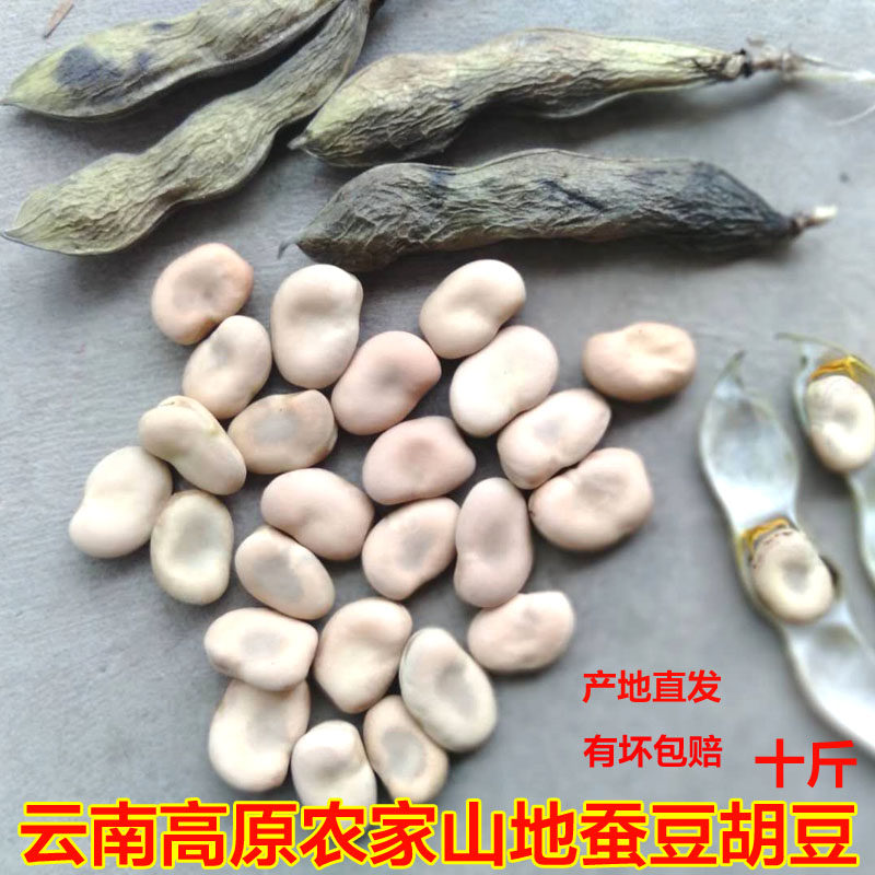 云南干生蚕豆 特大农家自种本地蚕豆清真蚕豆新鲜蚕豆散装10斤
