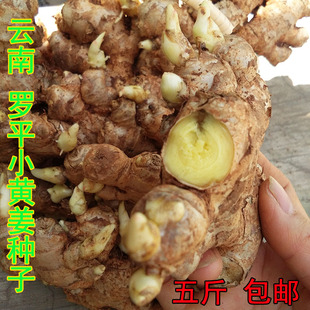云南小黄姜种子老姜种籽原种带芽生姜幼苗5斤小黄姜种植高产优质