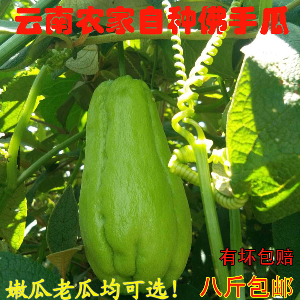 云南新鲜佛手瓜农家自种现摘