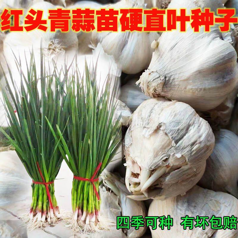 种植大蒜头种东北非紫皮蒜苗