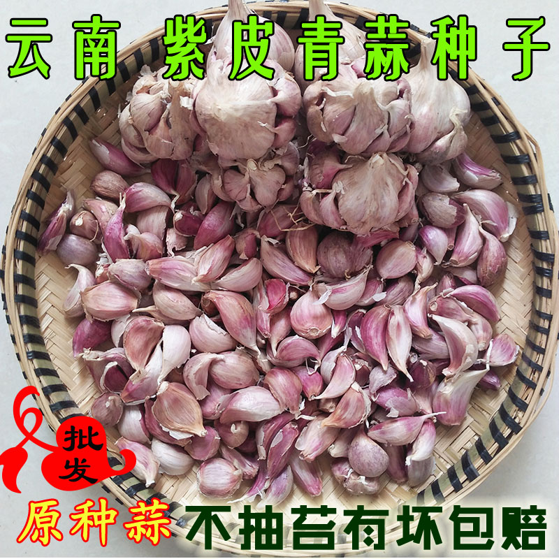 紫皮狗牙蒜直叶红根蒜苗蒜种