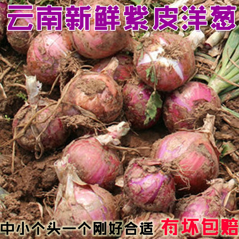 云南新鲜洋葱中小号现挖现发5斤