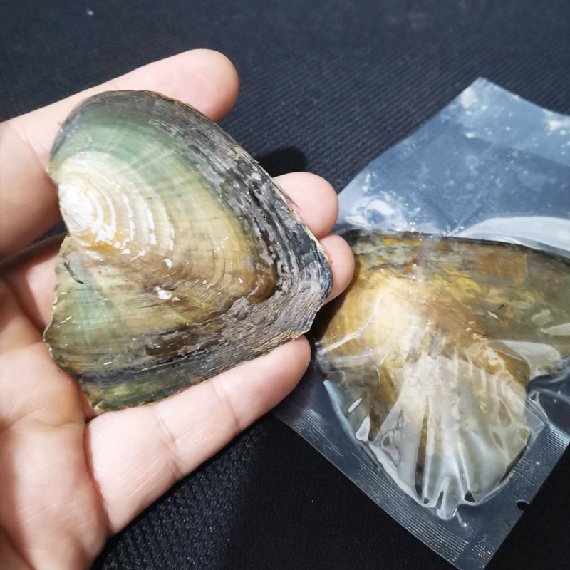 惊喜易拉罐小蚌盲盒罐装淡水