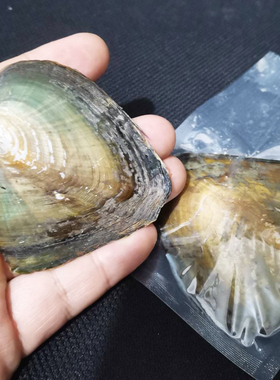 易拉罐珍珠小蚌盲盒自己体验开蚌罐装小蚌淡水一蚌一珠