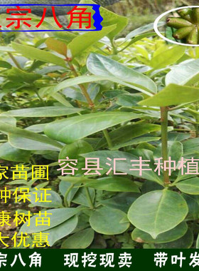 广西矮化八角树苗包邮