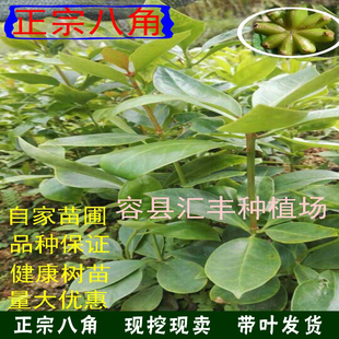 八角树苗八角苗广西大红八角香料矮化嫁接苗大料苗大茴香树苗包邮