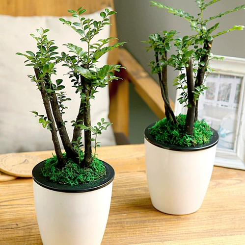 Маленький листовый розовый древесина в горшках в горшке для костей кости сандаловое дерево