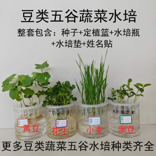学生幼儿园观察植物角水培土培豆子儿童科学发芽实验盆栽成长作业