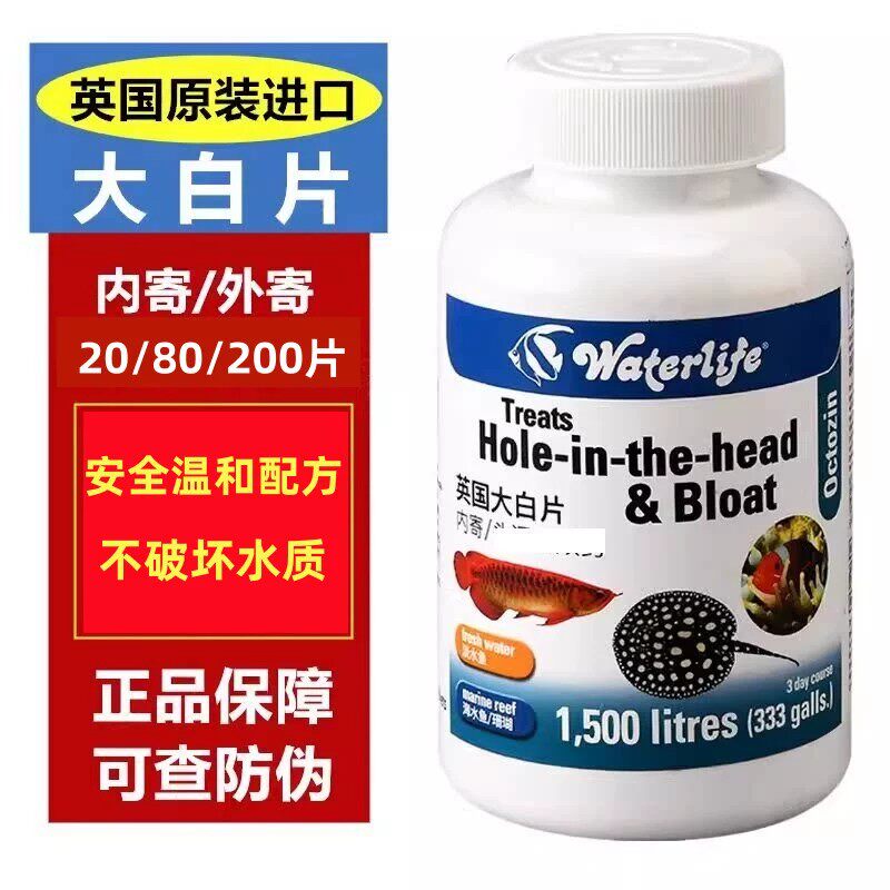 英国大白片拖便白便外寄内寄