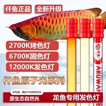 12000K红龙金龙发色灯6700专用防水鱼缸灯侧灯诱色潜水灯2700