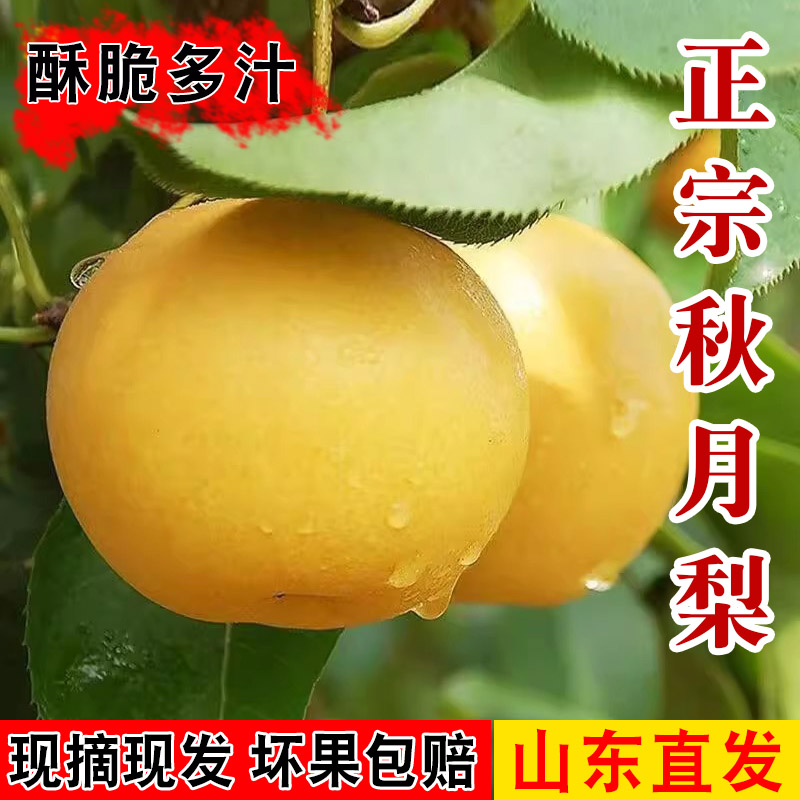 正宗山东莱阳秋月梨水果现摘现发