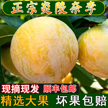 正宗炎陵奈李时令当季新鲜水果黄金奈李脱骨李湖南株洲李子恐龙蛋