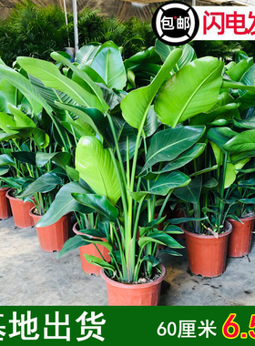 天堂鸟盆栽客厅室内好养大型花卉绿植办公室轻奢绿色植物鹤望兰