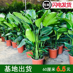 天堂鸟盆栽客厅室内好养大型花卉绿植办公室轻奢绿色植物鹤望兰