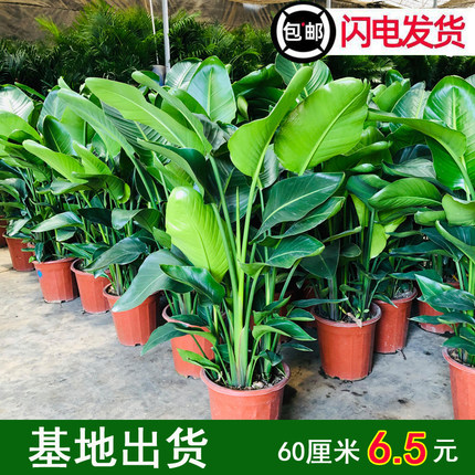 天堂鸟盆栽客厅室内好养大型花卉绿植办公室轻奢绿色植物鹤望兰