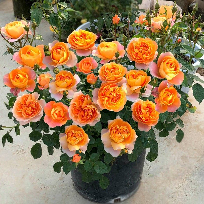 果汁阳台月季花苗带花苞玫瑰大花好养绿植四季开植物室内外阳台