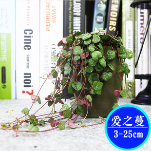 多肉植物爱之蔓爱之蔓佛珠情人泪出锦多肉植物盆栽单株满盆
