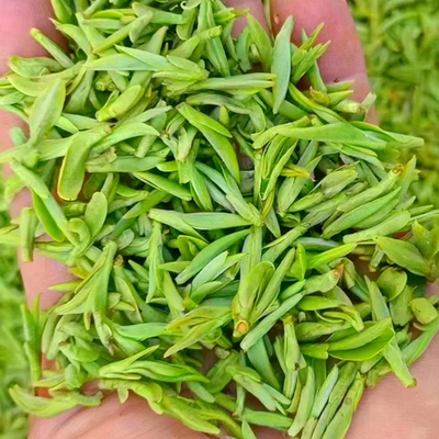 远安黄茶 正宗湖北宜昌市远安县特产2025新春嫩芽黄茶叶特级名茶