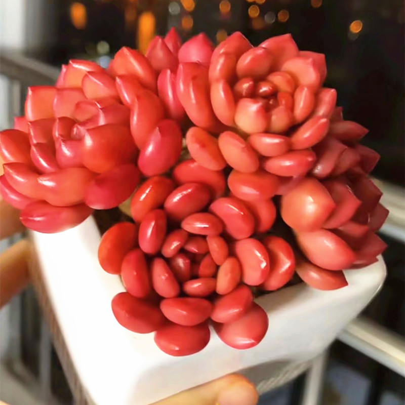 云南花卉高级精品红宝石群生多肉植物室内窗台防辐射盆栽含盆带土