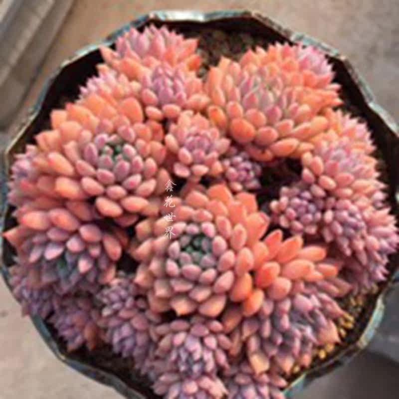 超大莱恩小精灵老桩多肉植物稀有高端室内防辐射绿植花卉带盆栽好