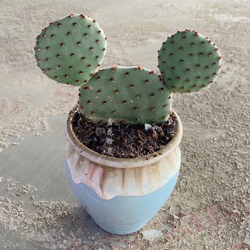 米老鼠 红太古米奇仙人掌四季可养开花多肉植物稀有品种室内防辐射盆栽 图片价格品牌报价 原仓数据