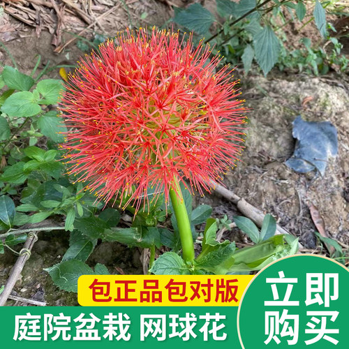 庭院球根花卉满50元包邮