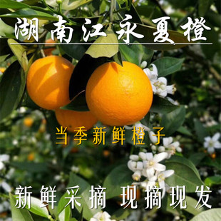 湖南永州特产江永夏橙新鲜橙子当季孕妇水果手剥橙甜橙非伦晚橙