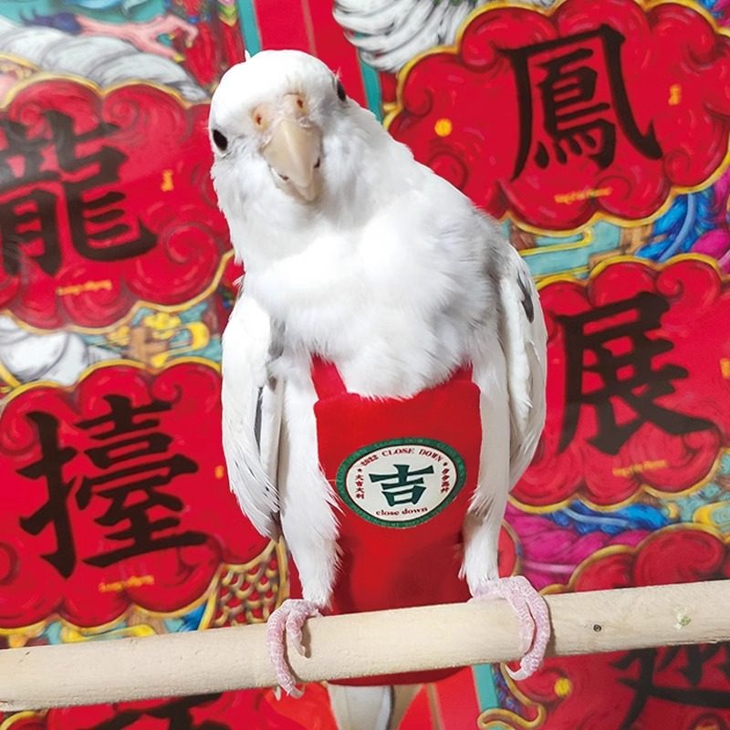 鹦鹉屎兜尿不湿便兜宠物小鸟纸尿裤粪兜牡丹虎皮玄凤过冬衣服,宠物/宠物食品及用品,鸟禽服饰,淘宝优惠券,粉丝福利购,淘宝优惠卷