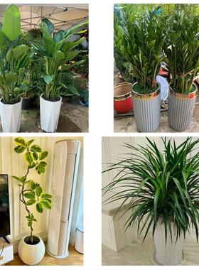 送绍兴市越城区柯桥区新昌县同城鲜花店配送开业绿植发财树天堂鸟