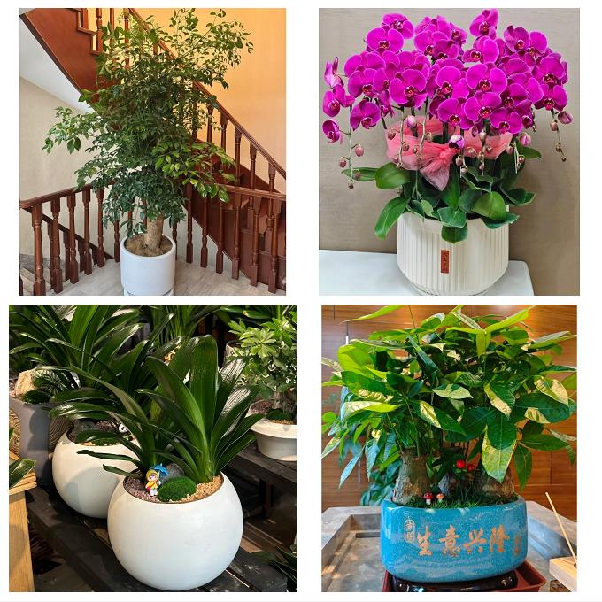上海市闵行区新虹莘庄七宝镇同城绿植盆栽花店开业送发财树幸福树