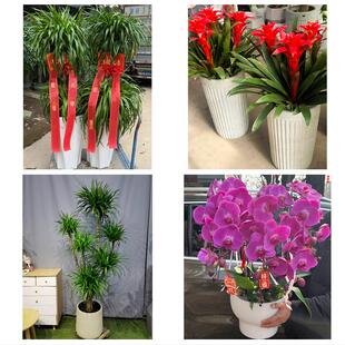 发财树招财树送朋友公司开业大连市甘井子旅顺口普兰店区同城花店